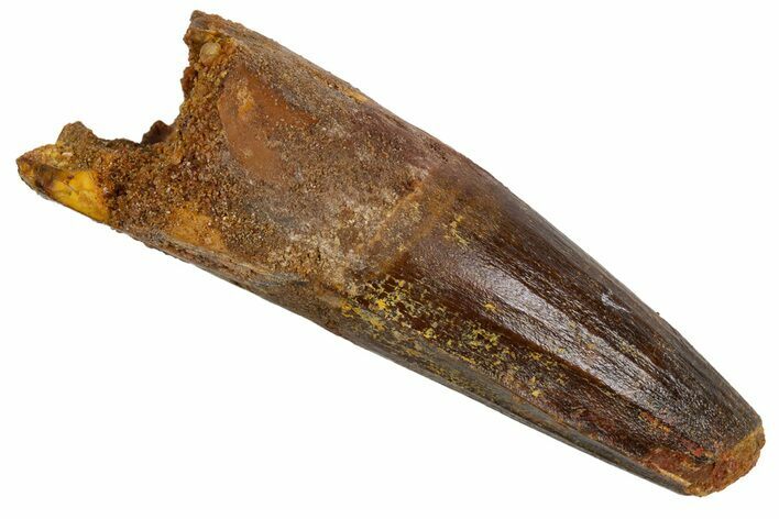 Fossil Spinosaurus Tooth - Real Dinosaur Tooth #305683